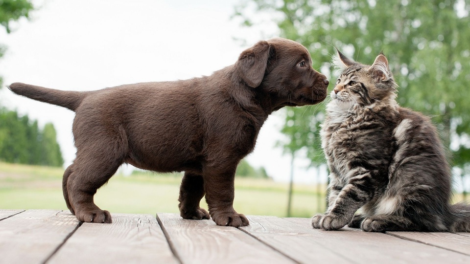 Dogs