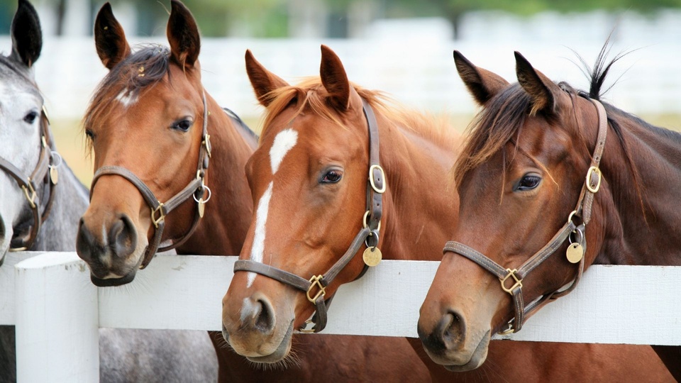 Horses