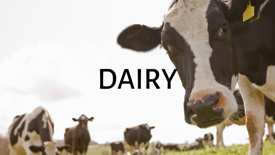 Dairy