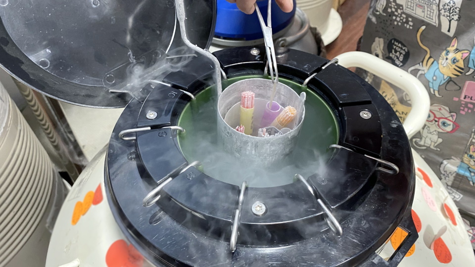 artificial insemination 