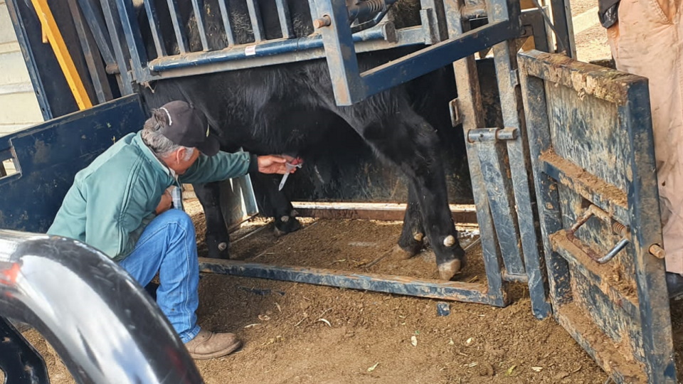 bull testing