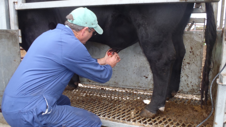 disease investigation