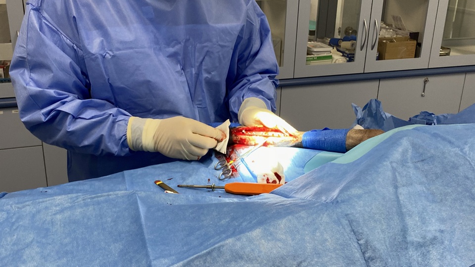 Orthopaedic Surgery