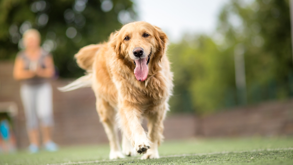 Pet Mobility & Rehabilitation