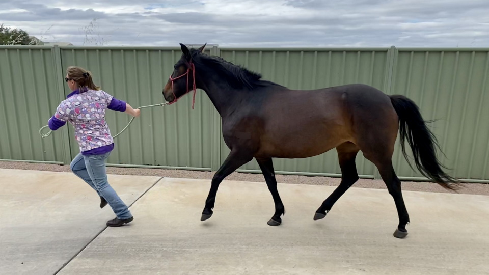 lameness examinations