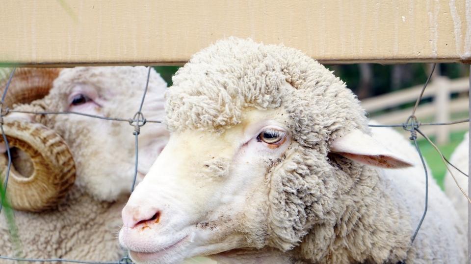 asheep