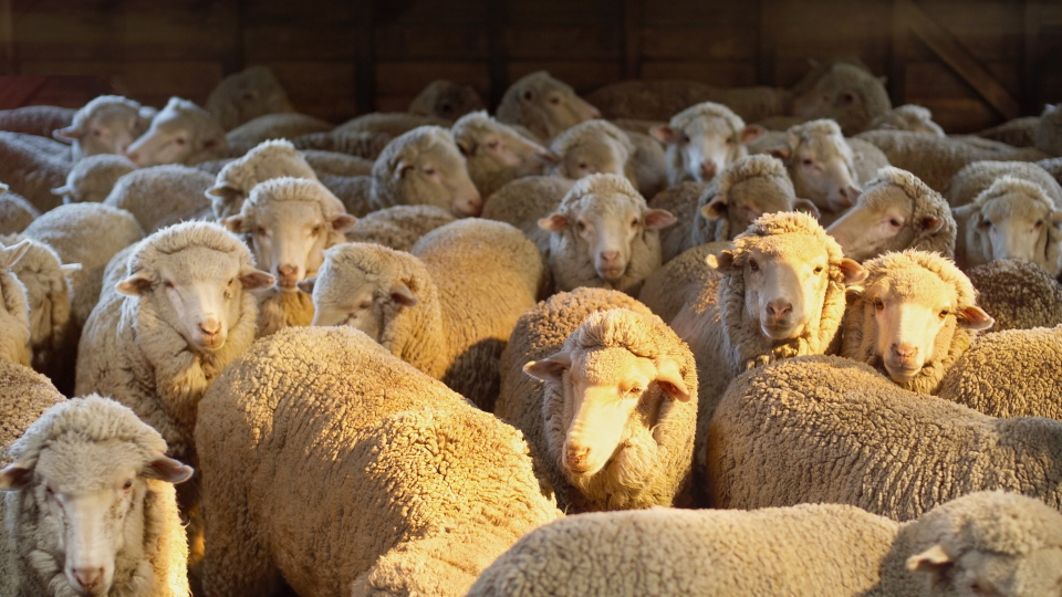 brucellosis_testing