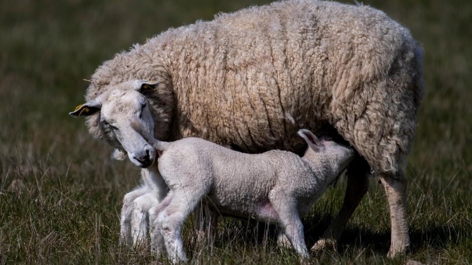 sheep_scanning